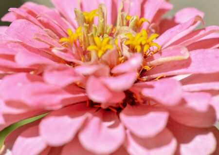 Zinnia Flowerの写真素材