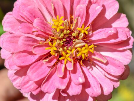 Zinnia Flowerの写真素材
