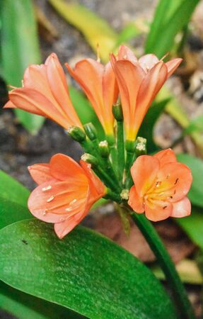 Orange bell flower vineの写真素材