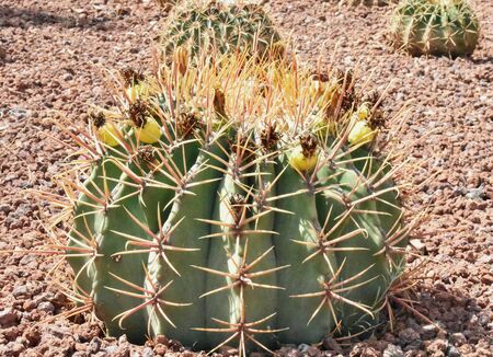 Cactus backgroundの写真素材