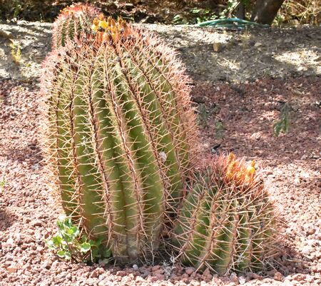 Cactus backgroundの写真素材