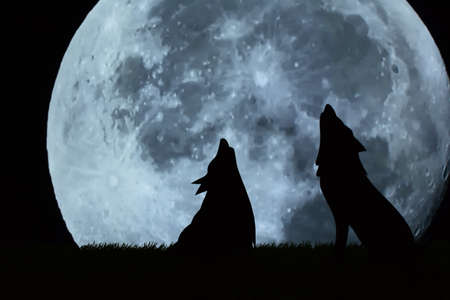 Wolf illustration at night