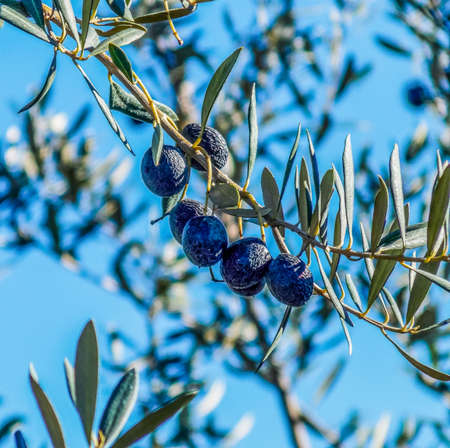 Olive on tree branch backgroundの写真素材
