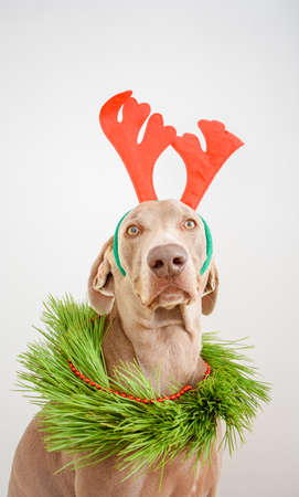Dog with christmas wreath background