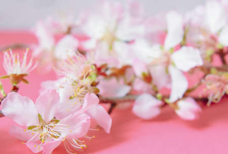 Almond Flowers Blossom Background Photography