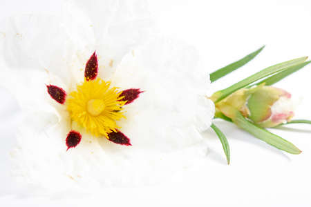 Cistus ladanifer, Gum rockrose Backgroundの写真素材