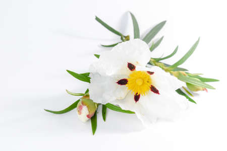 Cistus ladanifer, Gum rockrose Backgroundの写真素材