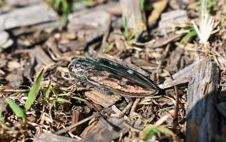 Jewel Beetle (Buprestis splendens)の写真素材