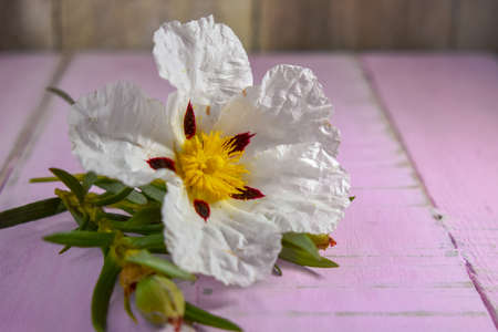 Cistus ladanifer, Gum rockroseの写真素材