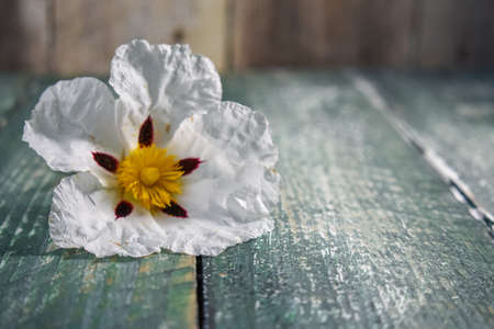 Cistus ladanifer, Gum rockroseの写真素材