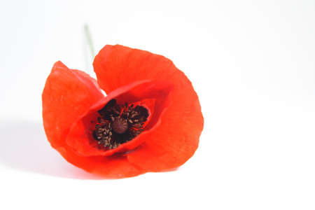 Poppy Flower Close Upの写真素材