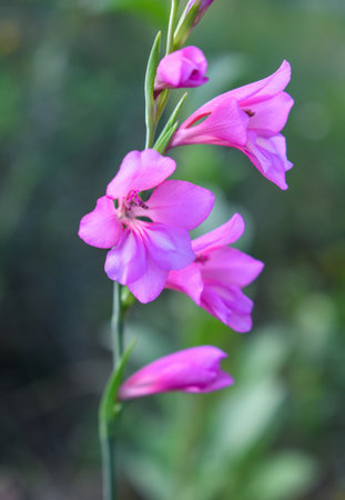 Pink Gladiolus italicus flowerの写真素材