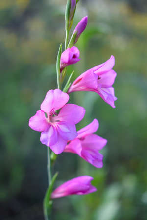 Pink Gladiolus italicus flowerの写真素材