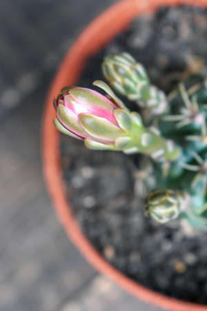 Blooming cactus Plantの写真素材