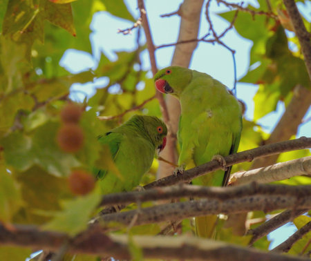 The rose-ringed parakeet (Psittacula krameri)の写真素材