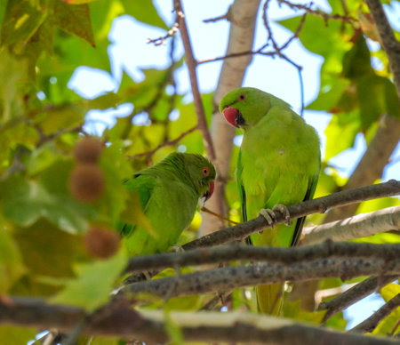 The rose-ringed parakeet (Psittacula krameri)の写真素材