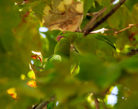 The rose-ringed parakeet (Psittacula krameri)の写真素材