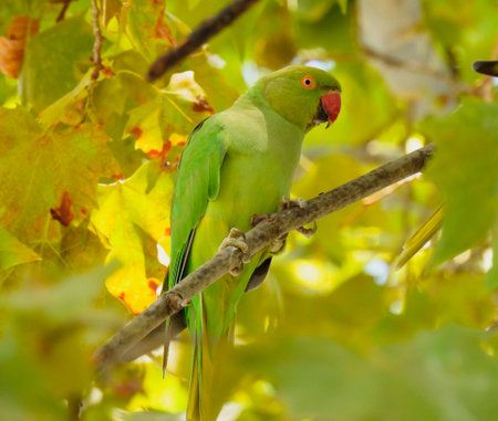 The rose-ringed parakeet (Psittacula krameri)の写真素材