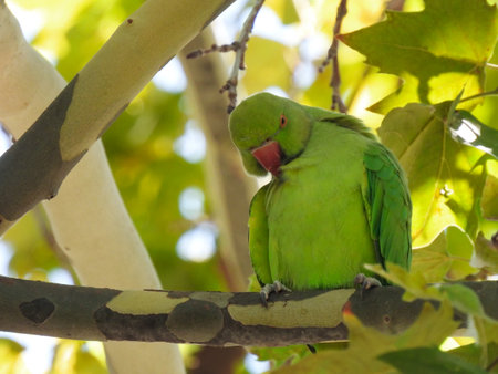 The rose-ringed parakeet (Psittacula krameri)の写真素材