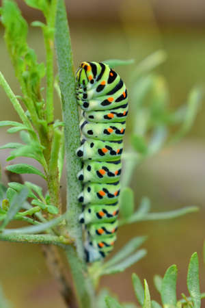 Anise Swallowtail Caterpillar close upの写真素材