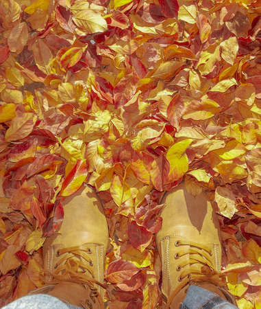 Autumn Leaves Backgroundの写真素材