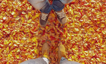 Autumn Leaves Backgroundの写真素材