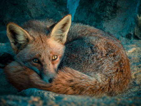 Fox Close Up- Wildlife Photographyの写真素材