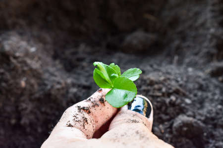 Farmers hands holding a plant Backgroundの写真素材