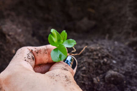 Farmers hands holding a plant Backgroundの写真素材