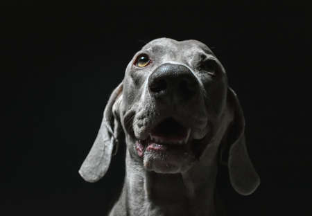 Weimaraner Portrait - Black and White Photography