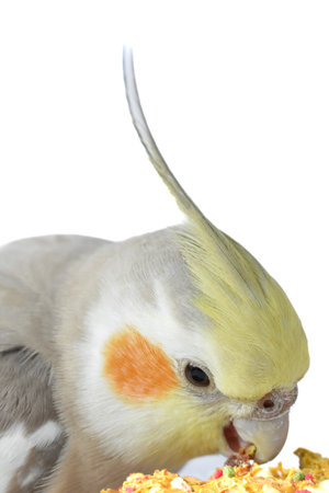 Nymphicus hollandicus eating grains stuck on a wooden stickの写真素材