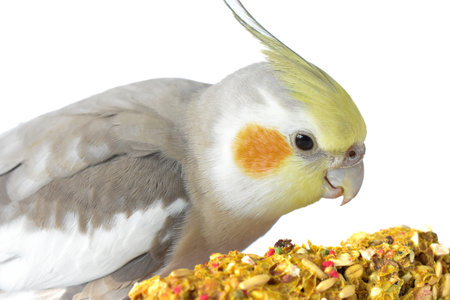 Nymphicus hollandicus eating grains stuck on a wooden stickの写真素材