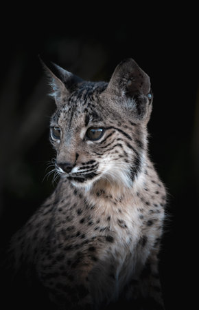 Iberian Lynx - Lynx pardinus Nature Photographyの写真素材