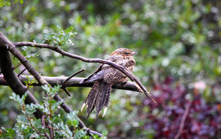 Caprimulgus europaeus Bird Photographyの写真素材