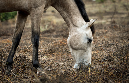 Horse Photographyの写真素材