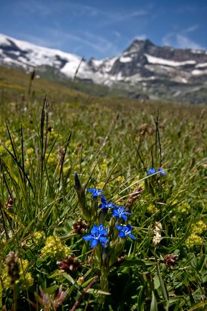 Alpine meadowの写真素材