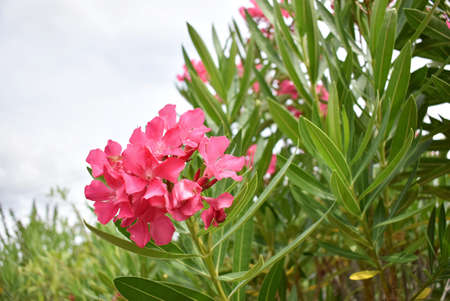 Here are photos in nature. Such photos include plants, flowers, and fruit.