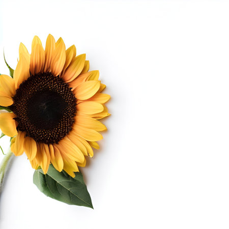 Sunflower isolated on white background with copy space for your text.の素材