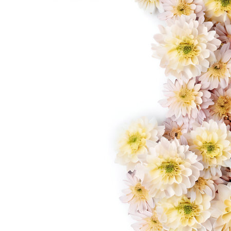 White dahlia flowers on white background. Flat lay, top viewの素材