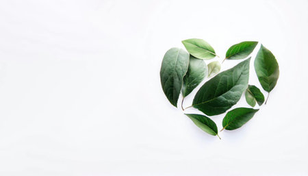 Green leaves on a white background. Top view with copy space.の素材