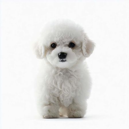 Bichon Frise Puppy in front of a white backgroundの素材