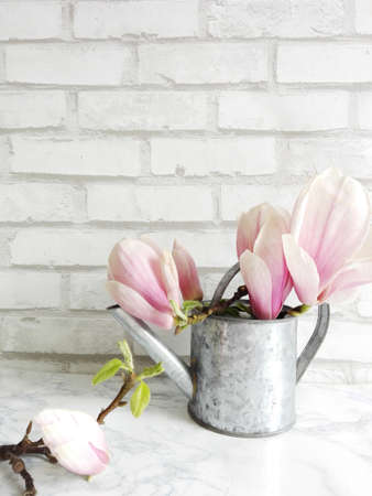 Magnolia in a metal watering canの写真素材