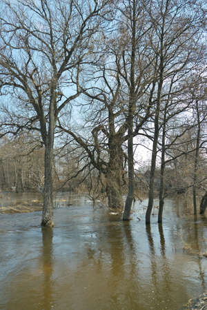 Spring flood in the village, river overflowの写真素材