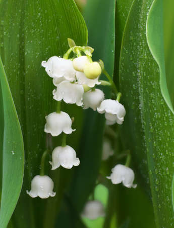 Flower lily of the valley growing in forest in spring closeup with drops, natural background.の写真素材