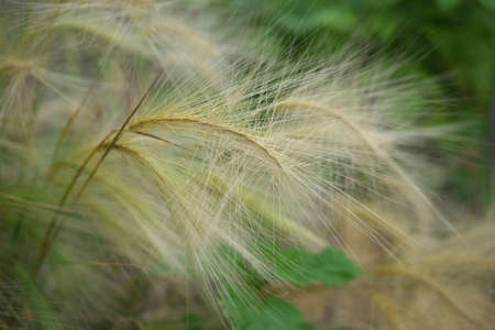 decorative rye spikes in the summer garden