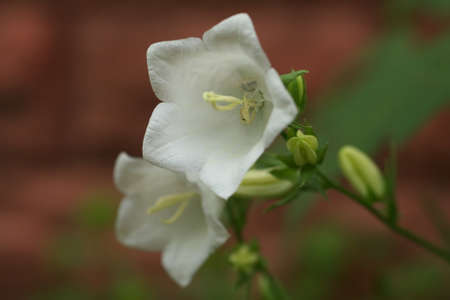 White Campanula flower Macro, closeup white bellflower.