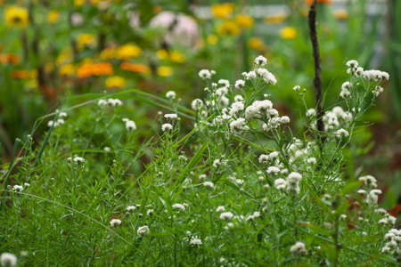 wild litle white carnation flowers field , summer background.の写真素材