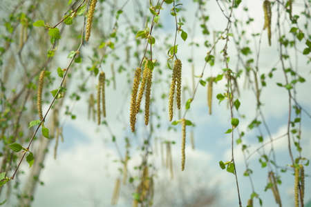 Birch catkins on a branch closeup spring. Birch bud (Alnus, Alder, Betulaceae) on a nature spring background.の写真素材