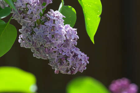 Sweet violet Lilac flowers on the green background. Sweet Lilac. Lilac flowers. Green branch with...