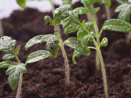 After watering seedling tomato with drops, closeup macro photo young tomato plants.の写真素材